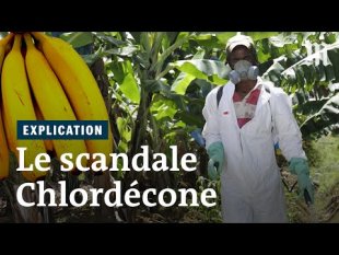 Vidéo - Chlordécone, le scandale sanitaire expliqué en 6 minutes - p. 272